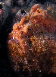 Frogfish, Lembeh by Doug Anderson 